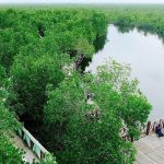 Puluhan Spesies Mangrove di Kawasan Hutan Bakau Langsa Aceh